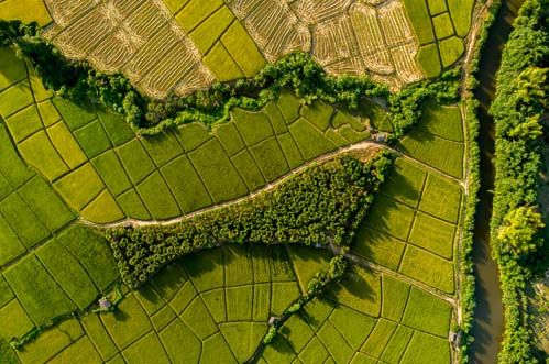 Above golden paddy field during harvest season. Beautiful field sown with agricultural crops and photographed from above.