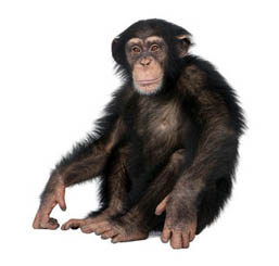 Schimpanse bearbeitet-2