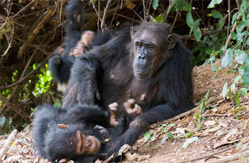 chimpansee_bearbeitet-1